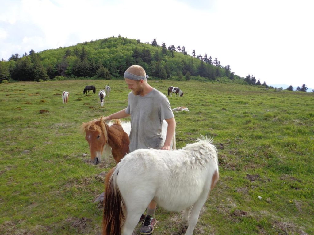grayson highlands ponies