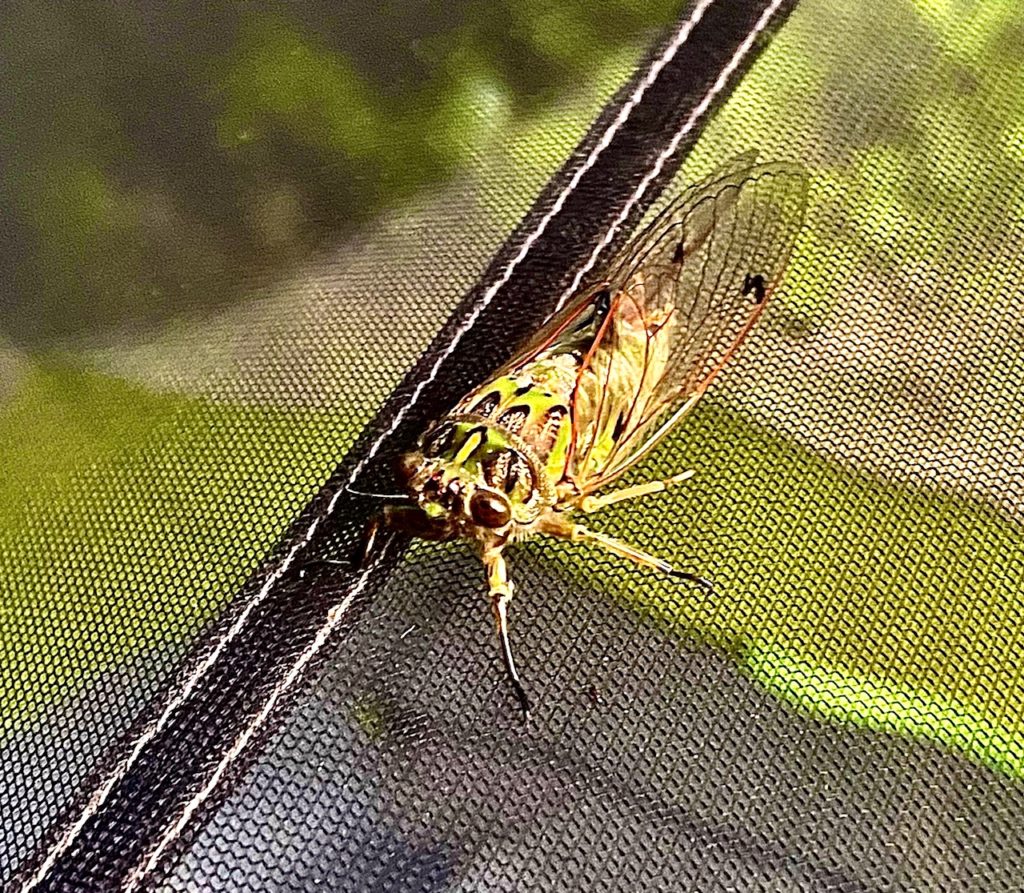 Abel Tasman Cicada Close Up