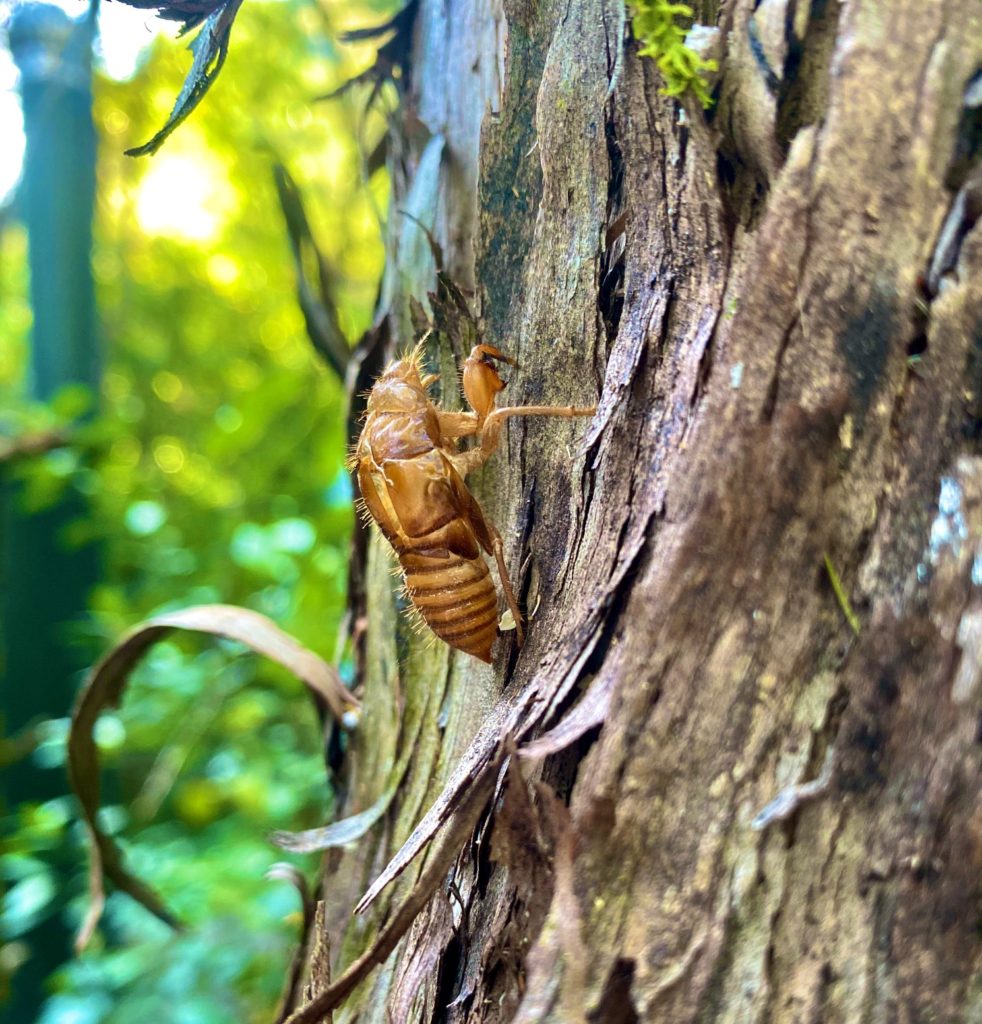 Abel Tasman Cicada Husk