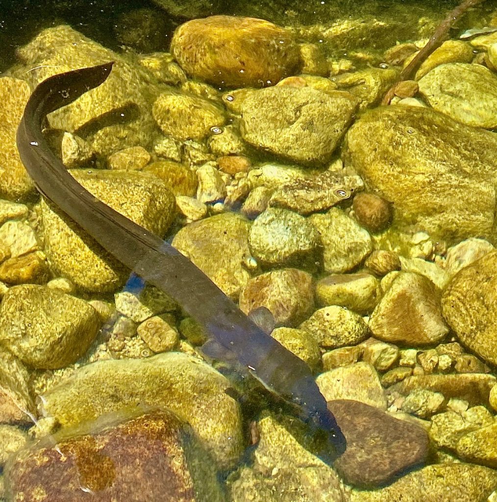 Abel Tasman Eel