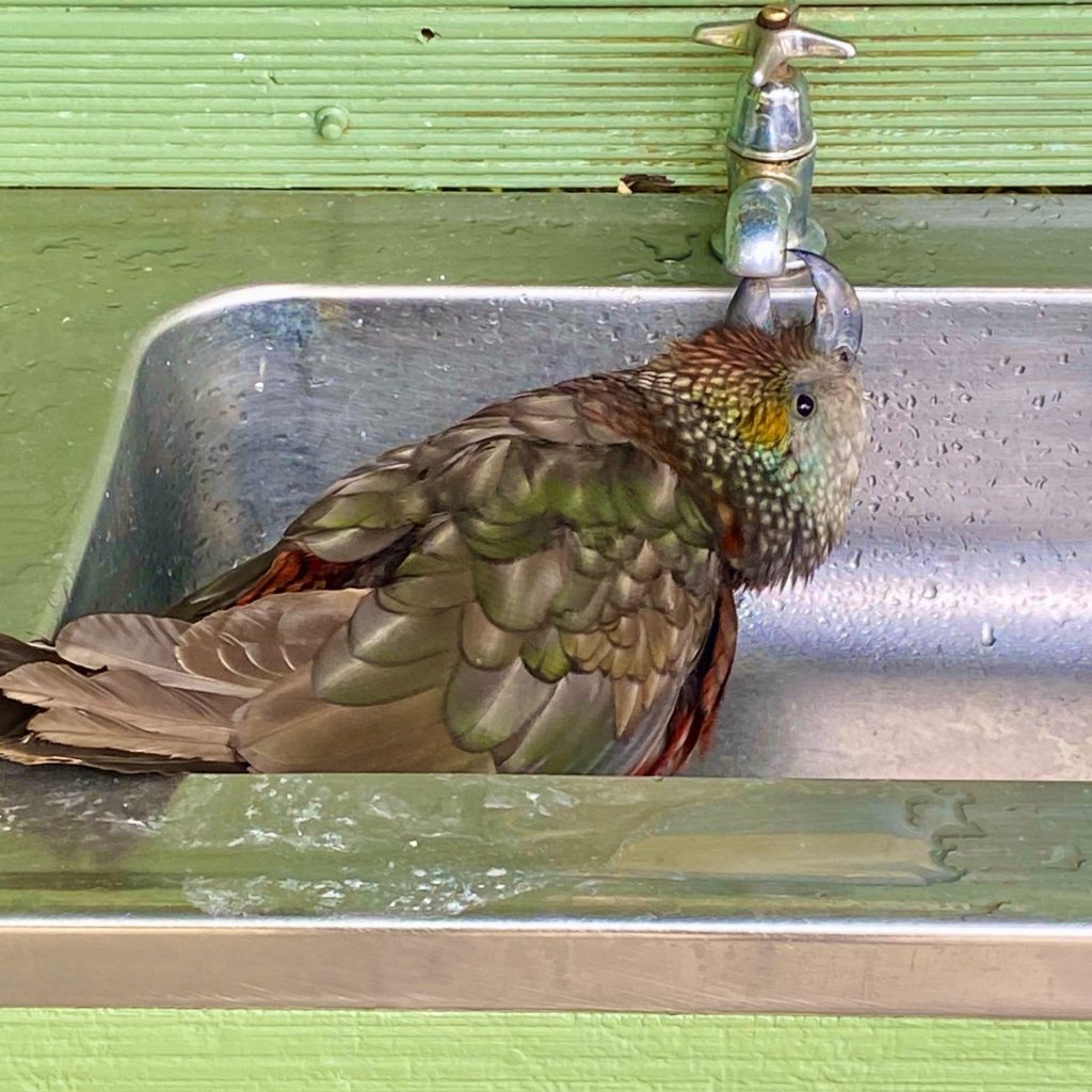 Abel Tasman Kaka Parrot