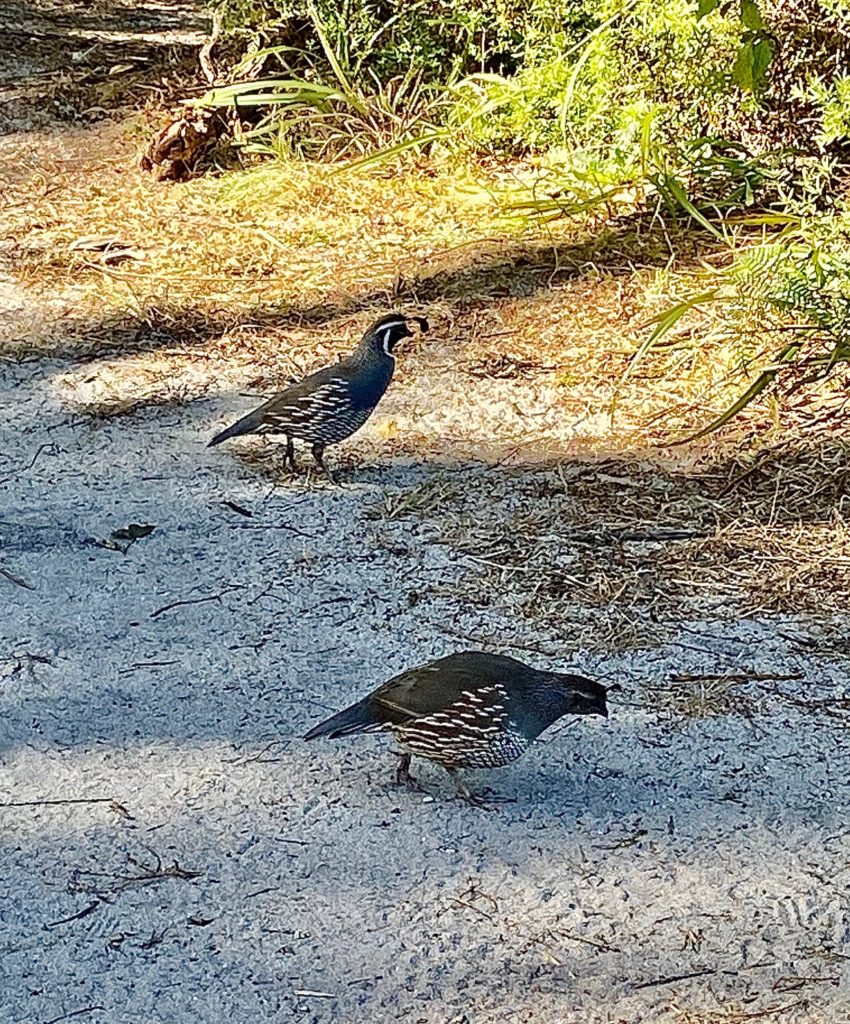 Abel Tasman Quail