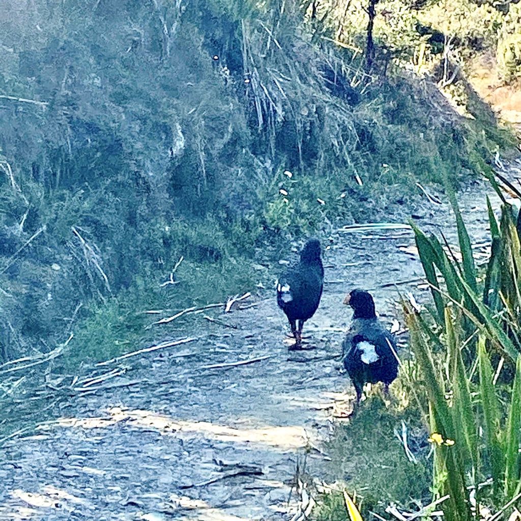 Pair of Takahe on Heaphy Track near Gouland Downs Hut