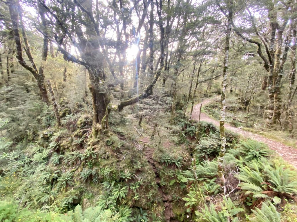 Enchanted forest landscape of Heaphy Track