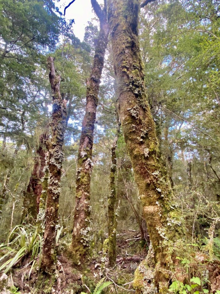 Enchanted forest hiking along Heaphy Track