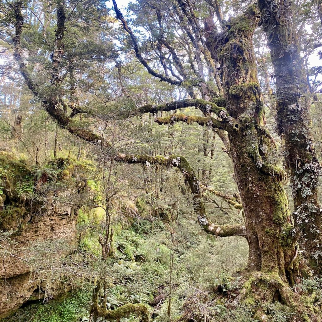 Enchanted forest hiking on Heaphy Track