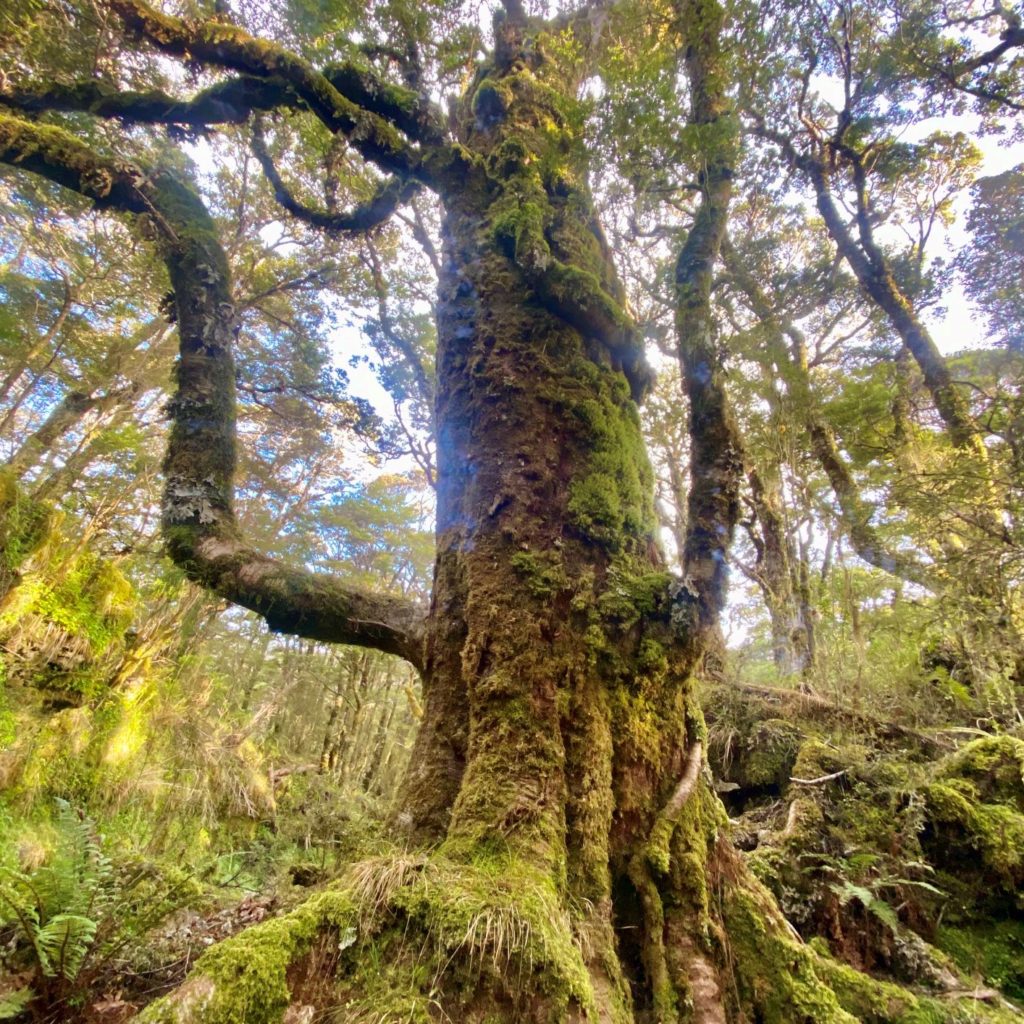 Massive mossy tree in enchanted forest in heaphy track