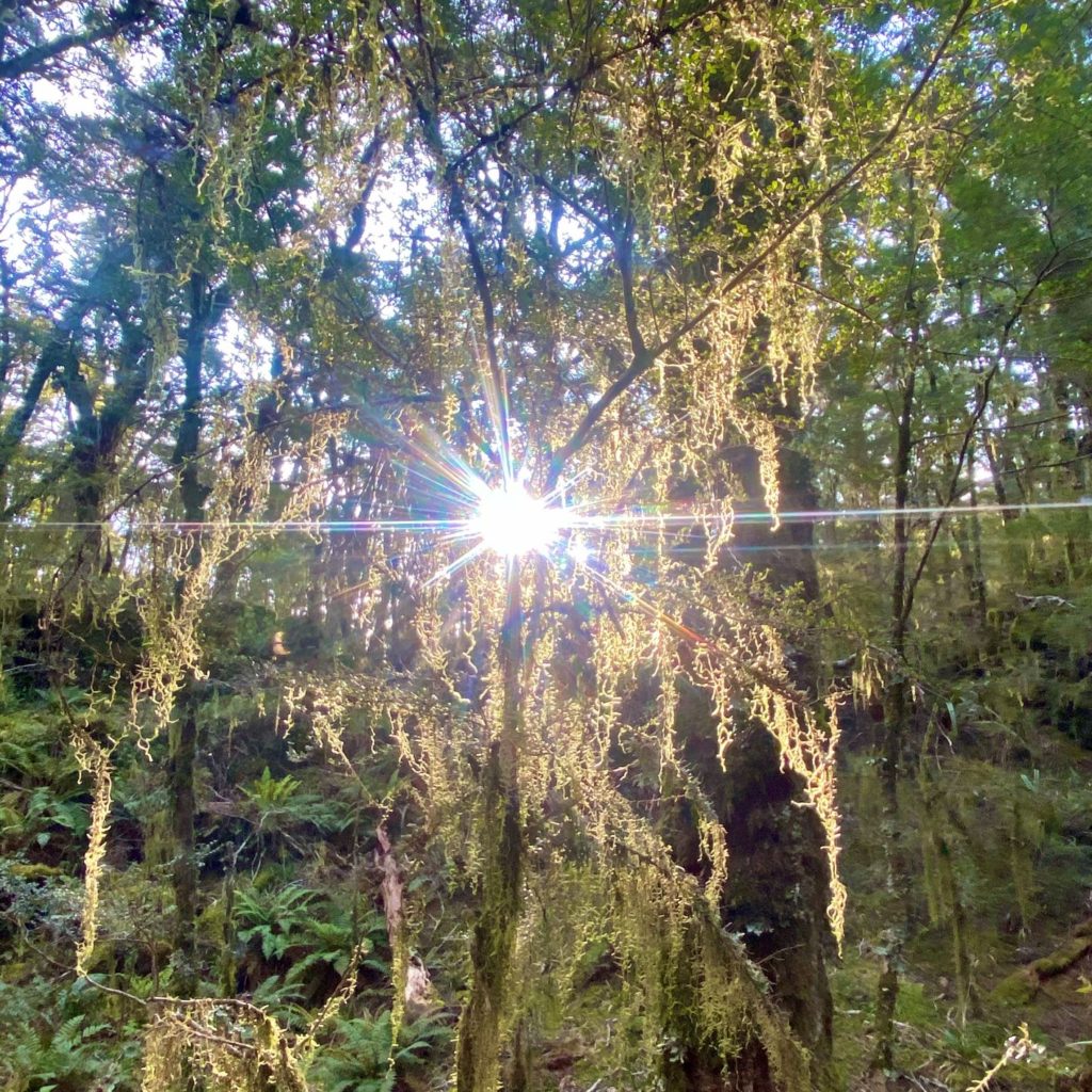 Lichen-covered tree in Heaphy Track enchanted forest