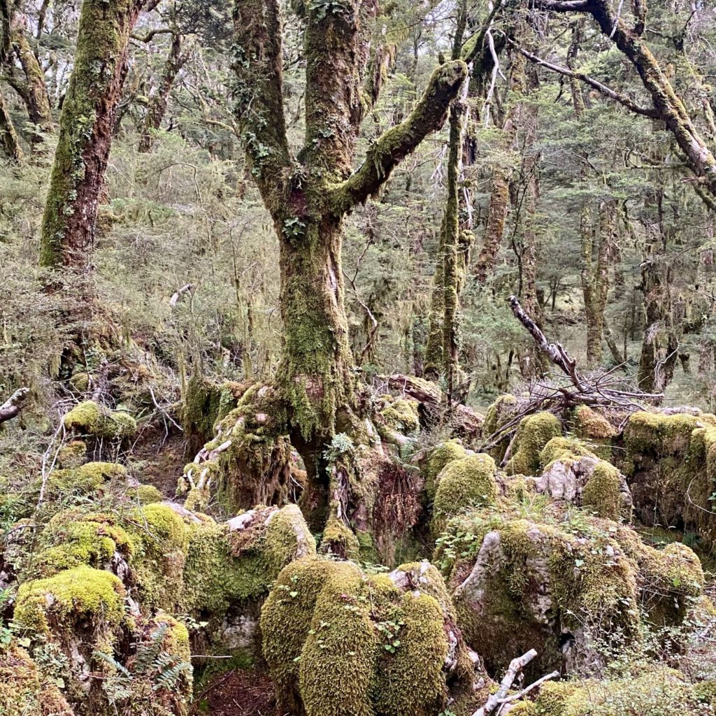 Enchanted Forest of Heaphy Track