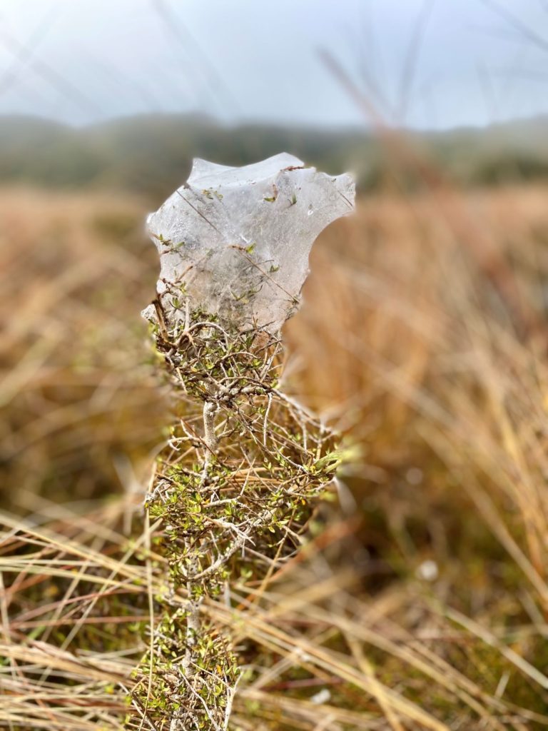 Spiderweb Heaphy Track