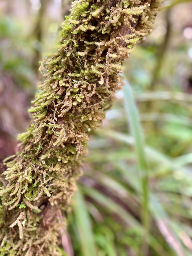 Mossy Tree on Heaphy Track