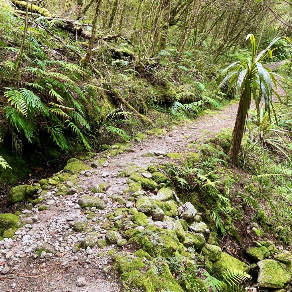 Heaphy Track Ferns