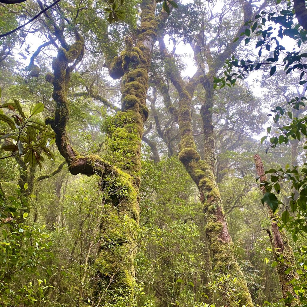 Enchanted forest of Heaphy Track