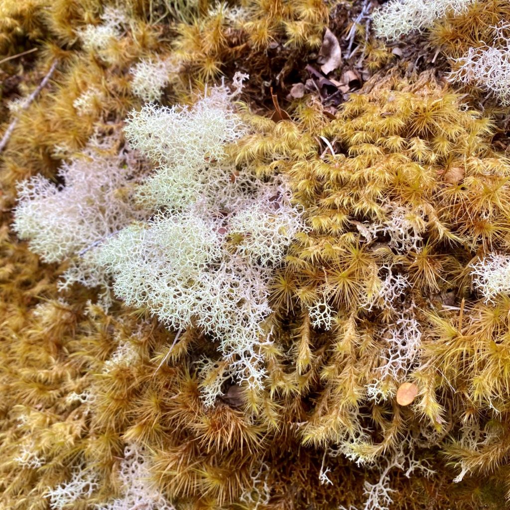 Multi-colored flora of the Heaphy Track