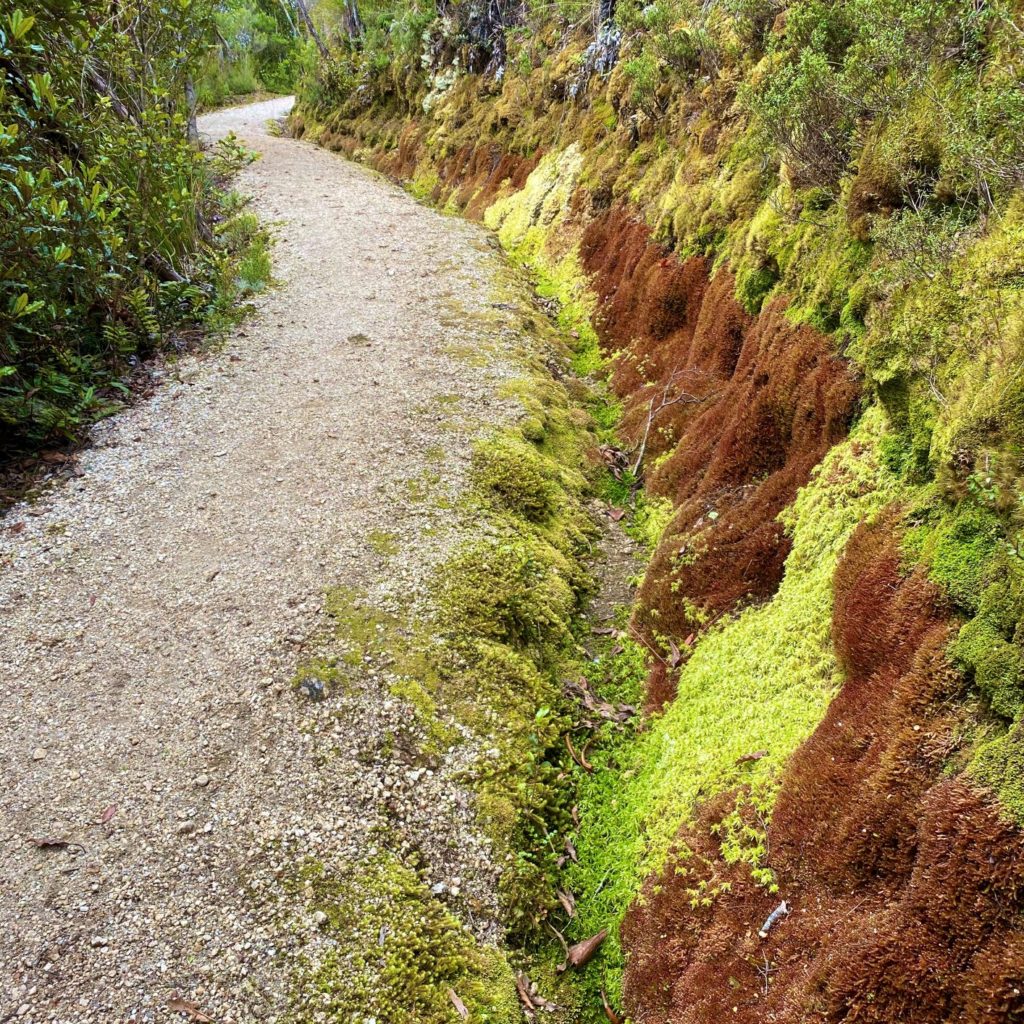 Multi-colored moss along Heaphy Track