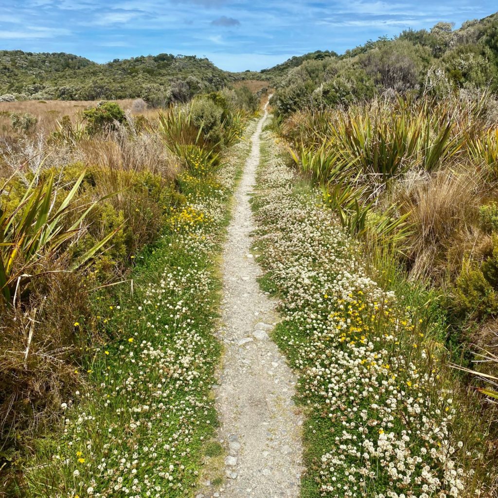 Flower-lined trail along Heaphy Track