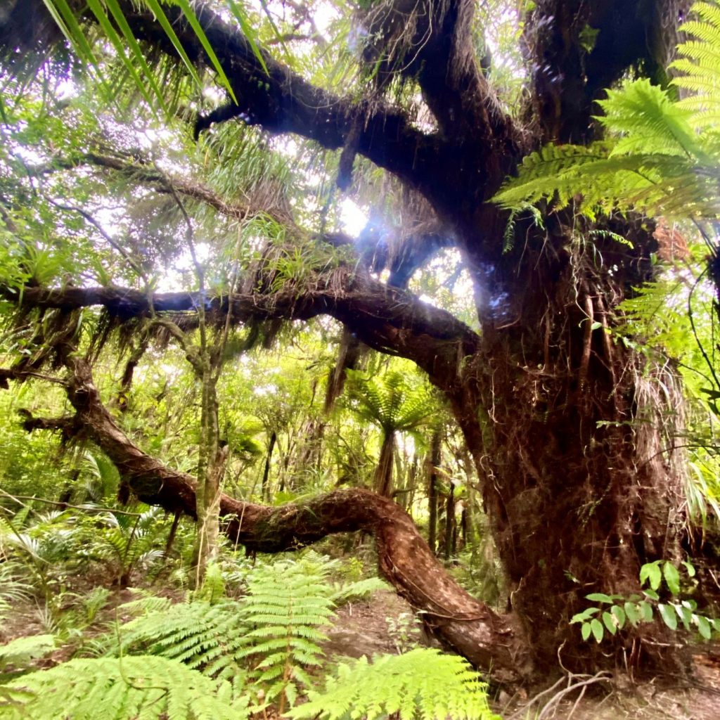 Rata tree Heaphy Track