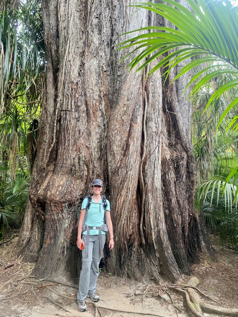 Northern rata tree on Heaphy Track