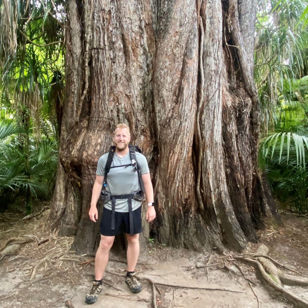 Massive trunk of rata tree along the Heaphy Track