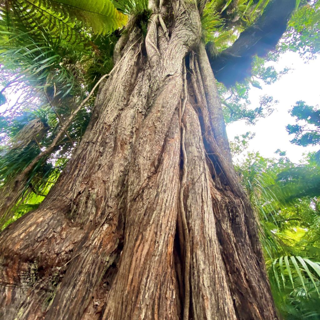 Rata tree towering above Heaphy Track