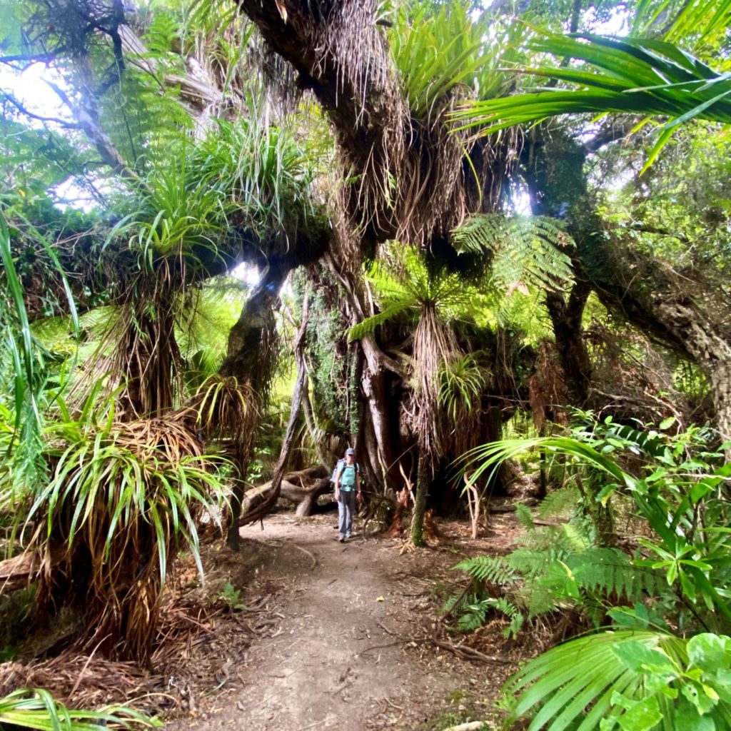 Ancient rata tree on Heaphy Track