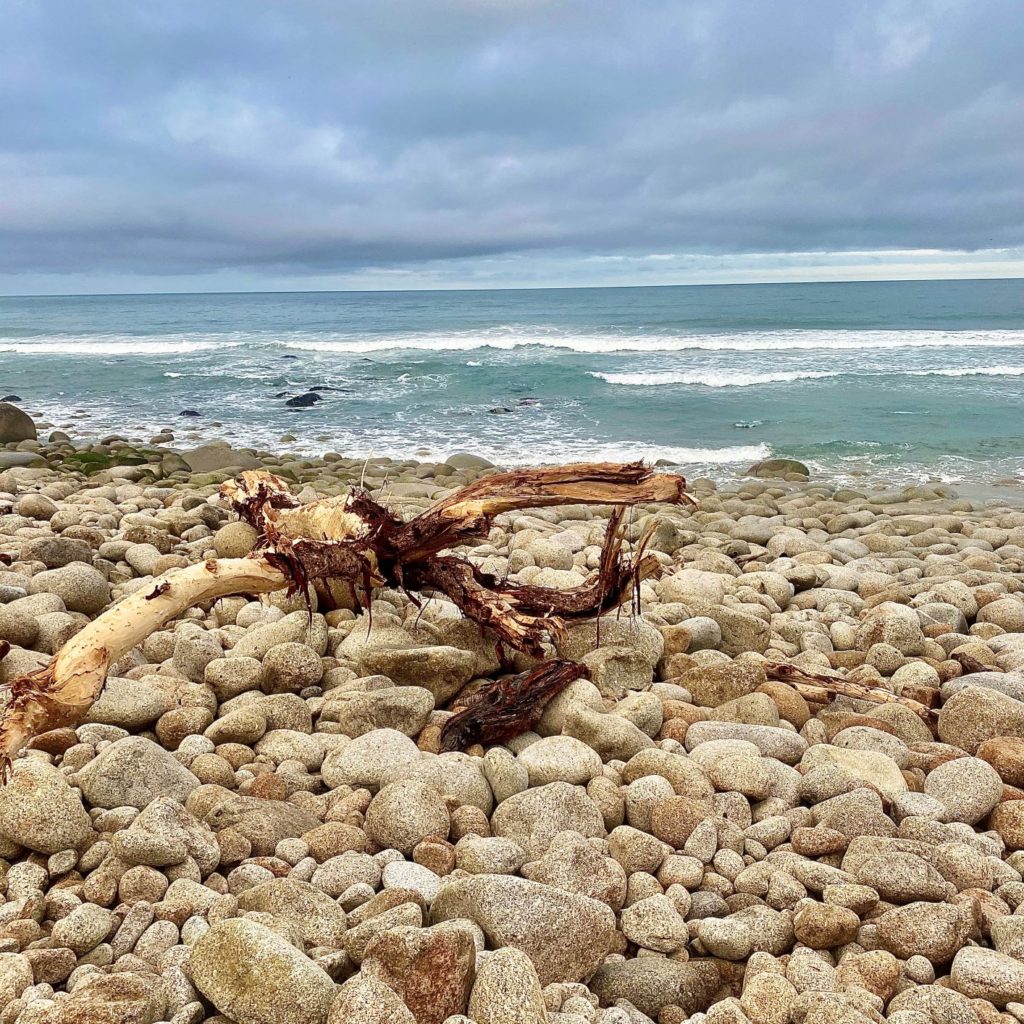 Driftwood on Heaphy Track Coast