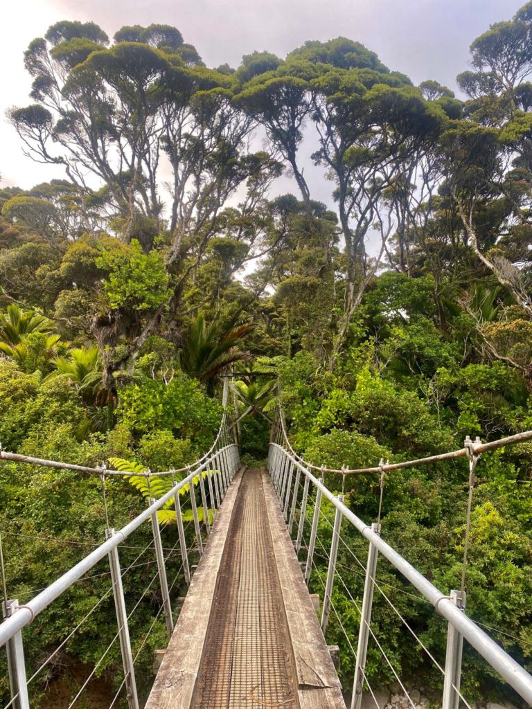 Heaphy Track Suspension bridge with northern rata trees looming behind