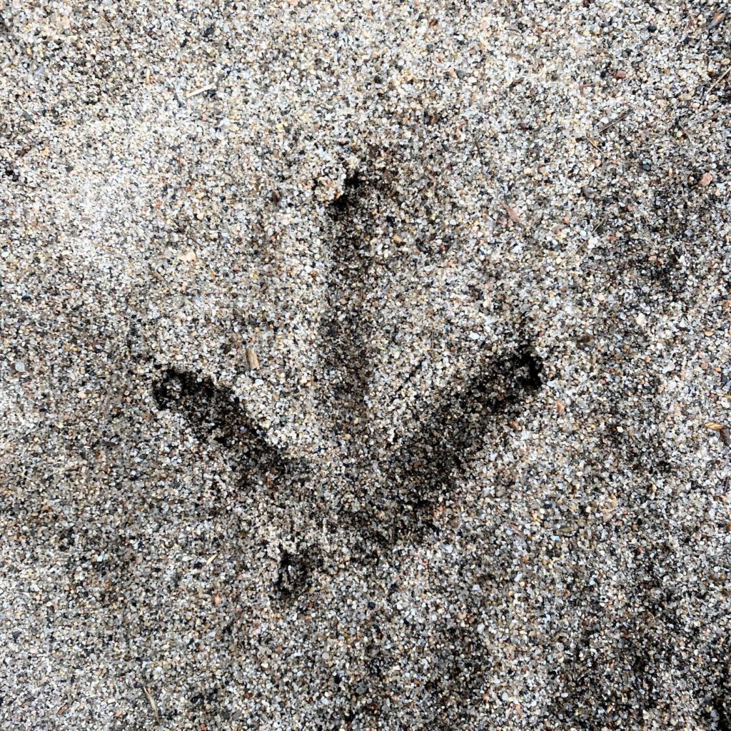 Kiwi Track on Heaphy Track