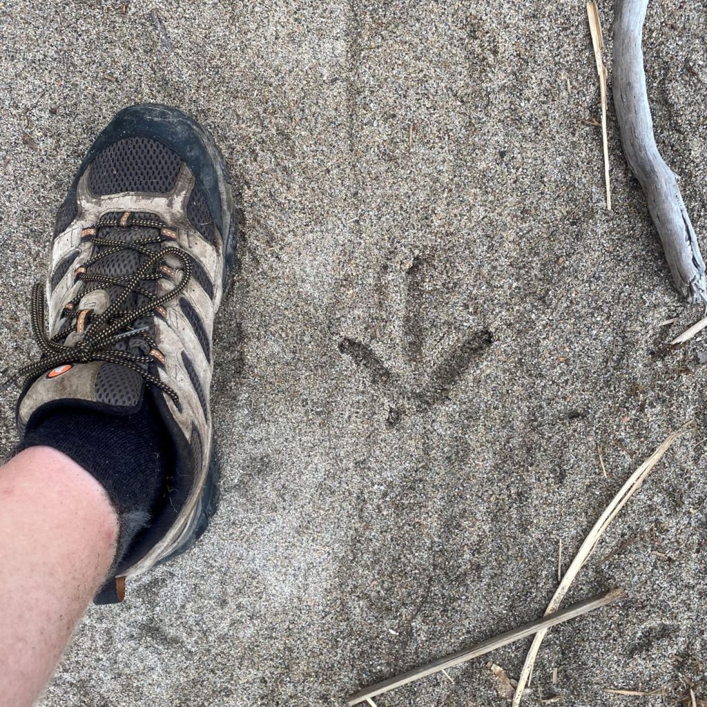 Kiwi track on Heaphy Track