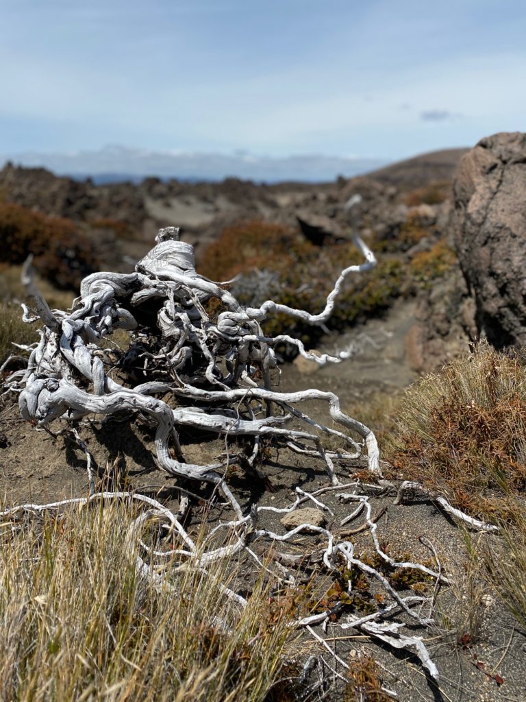 Tongariro Desert Dried Roots