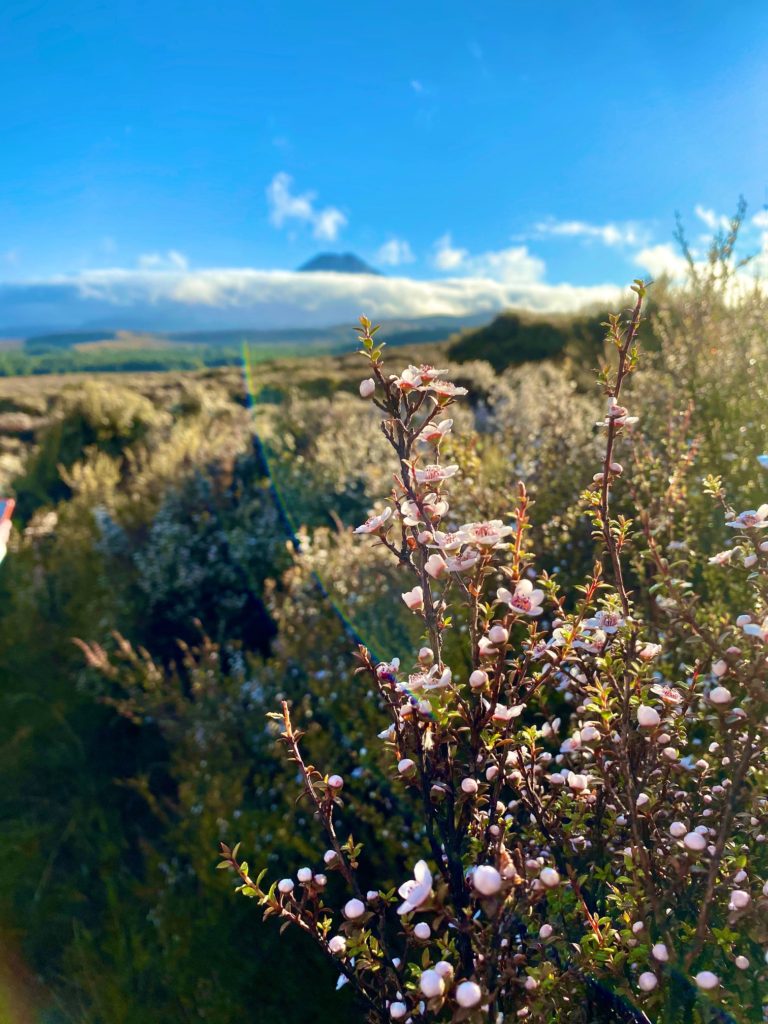 Tongariro Manuka Flowers