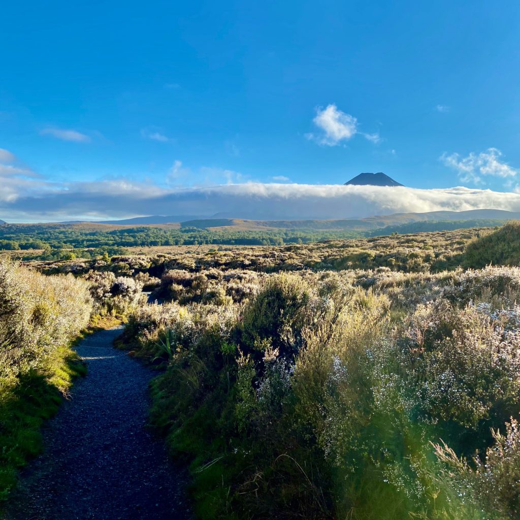 Tongariro Morning View