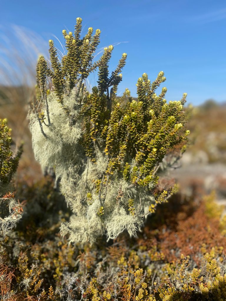 Tongariro Mossy Bush