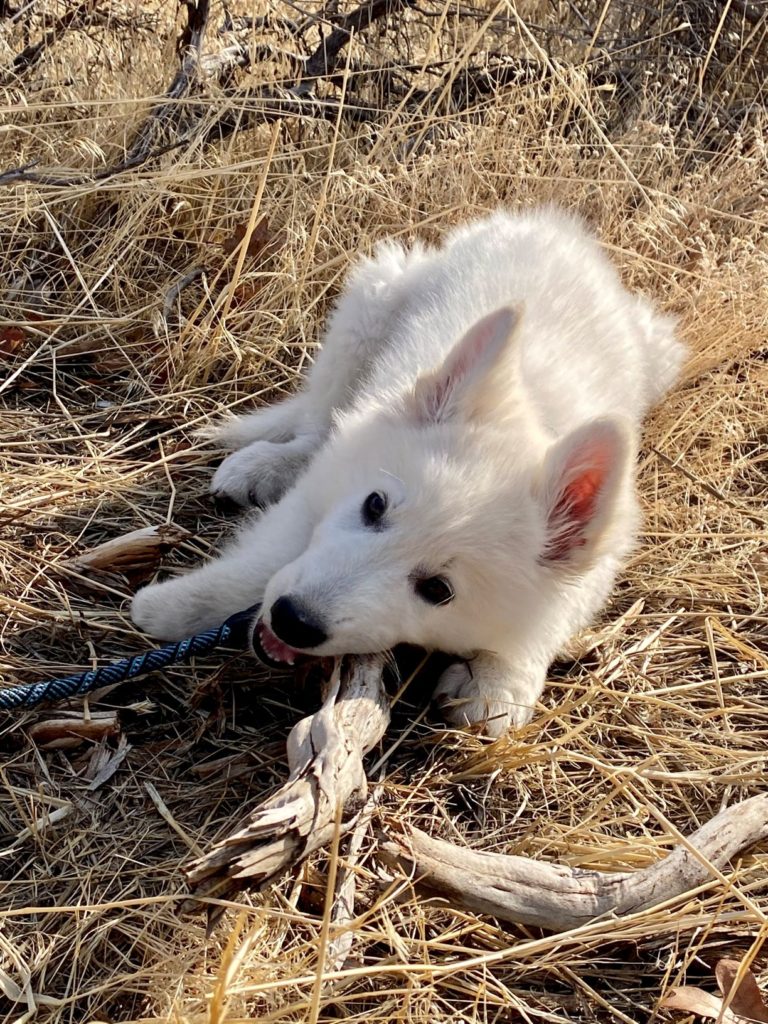 dog-friendly hikes